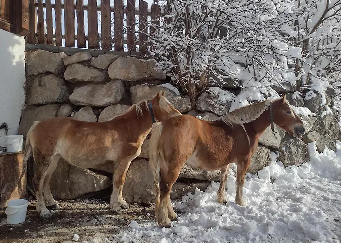 Reiterhof Aigner مزرعة للإقامة *